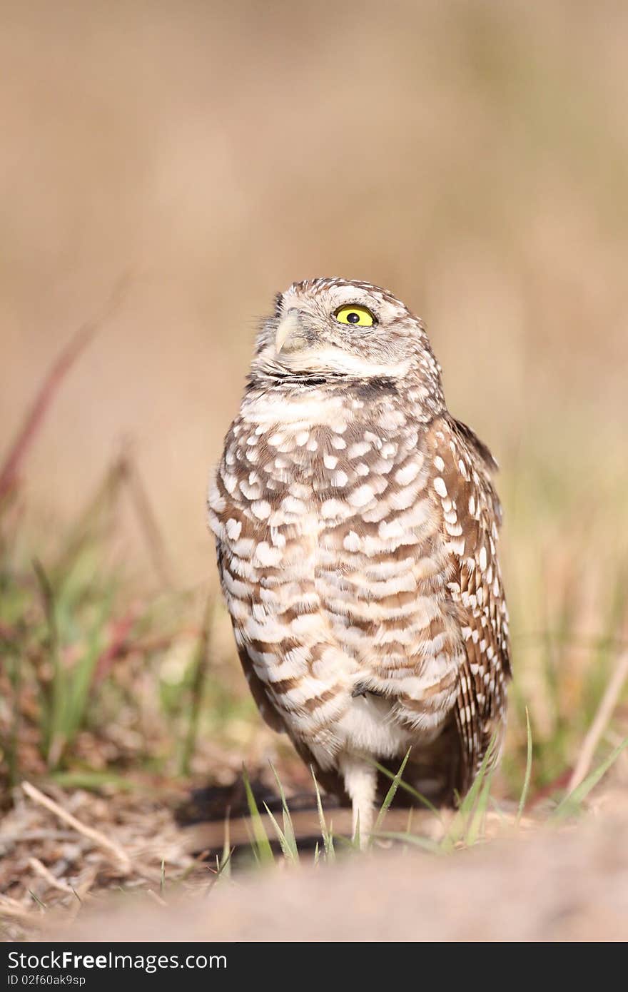 Burrowing Owl