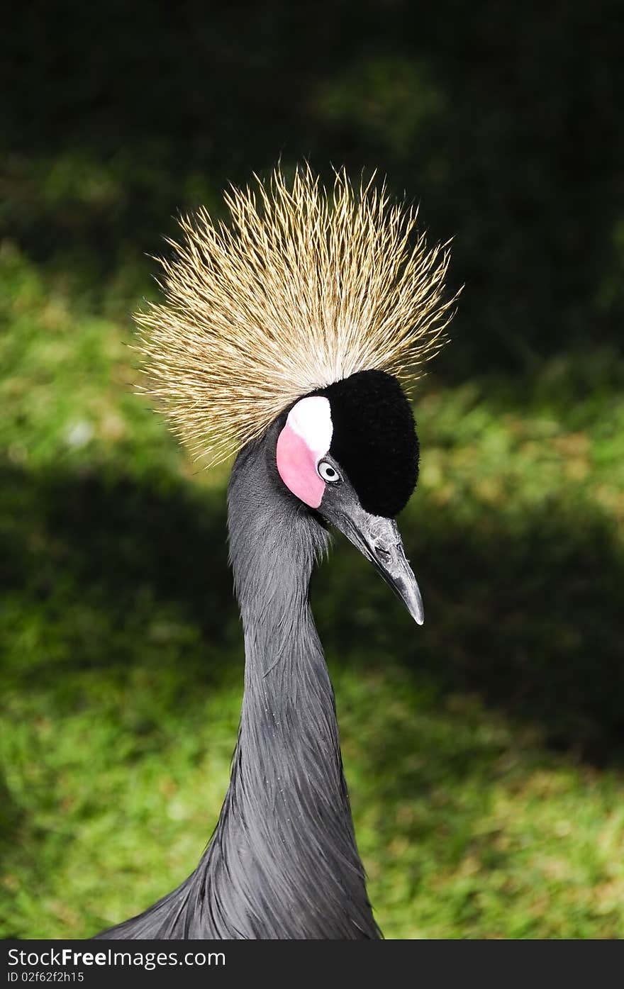 Side view of a african crowned crane