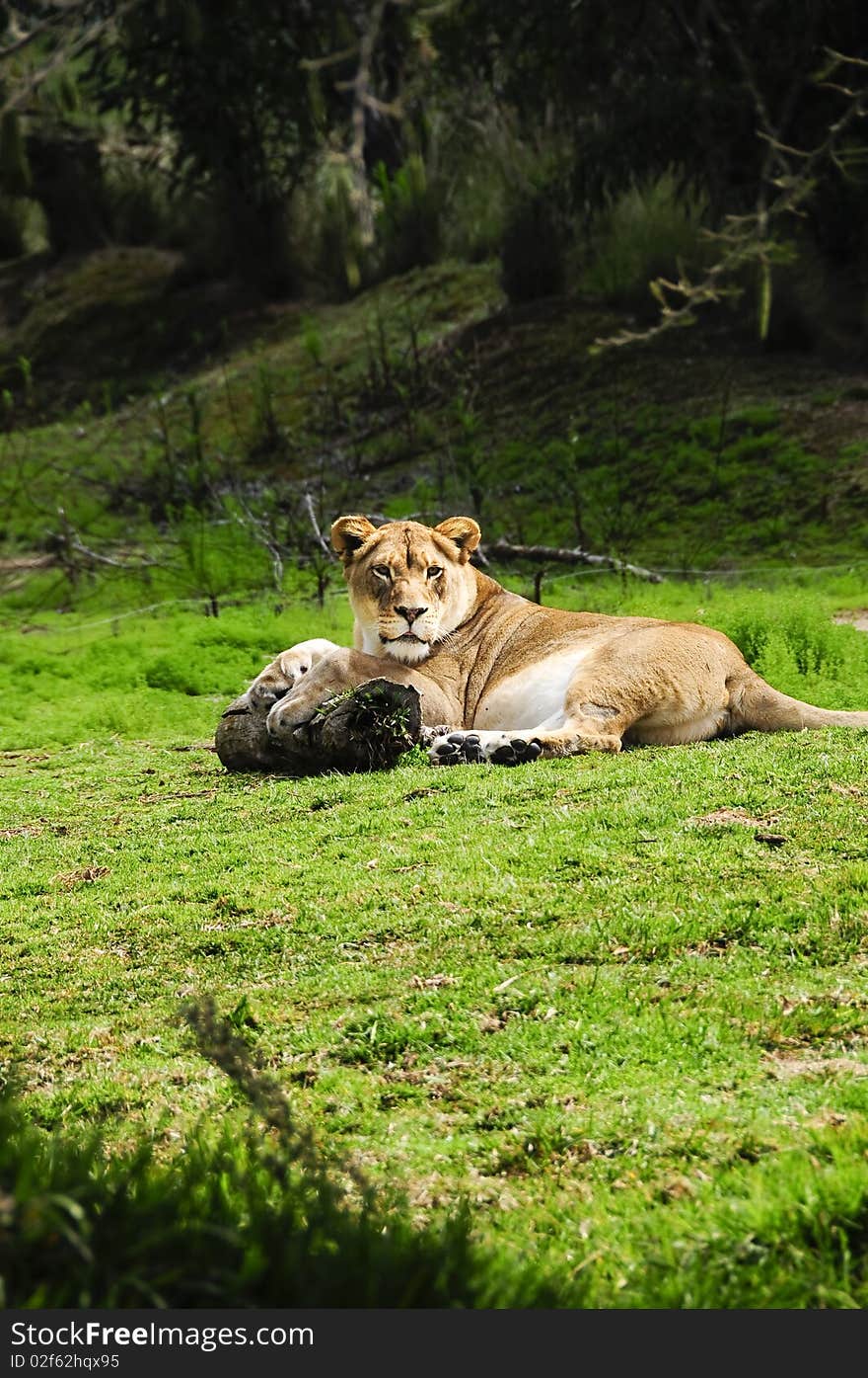 Female Lion