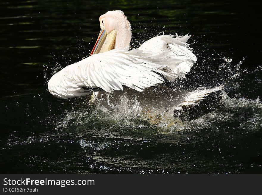 A pink backed pelican shaking water off his back