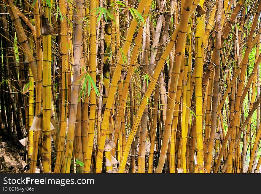 Wild golden bamboo stems strand background texture