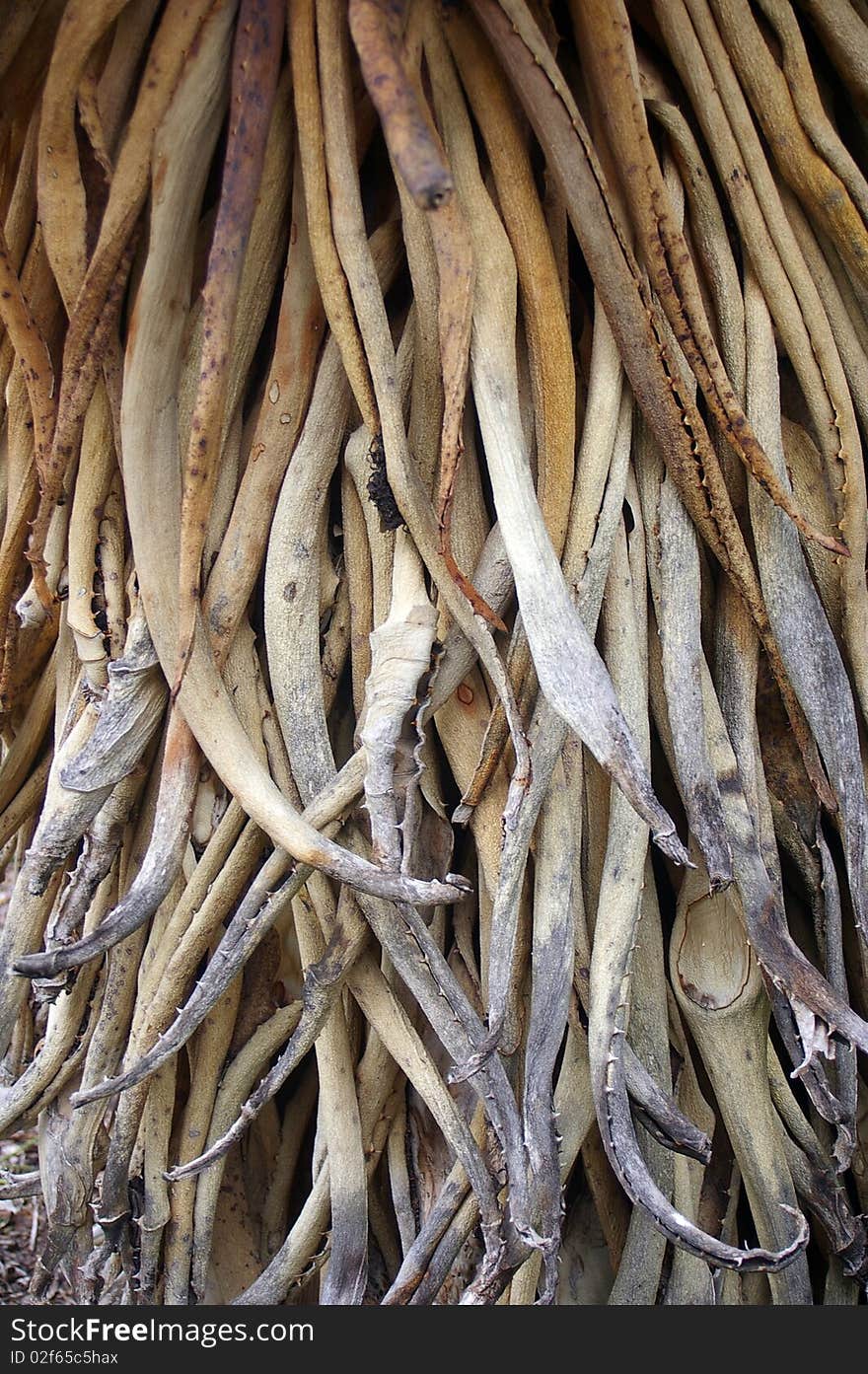 Background texture of dried up cactus leaves. Background texture of dried up cactus leaves