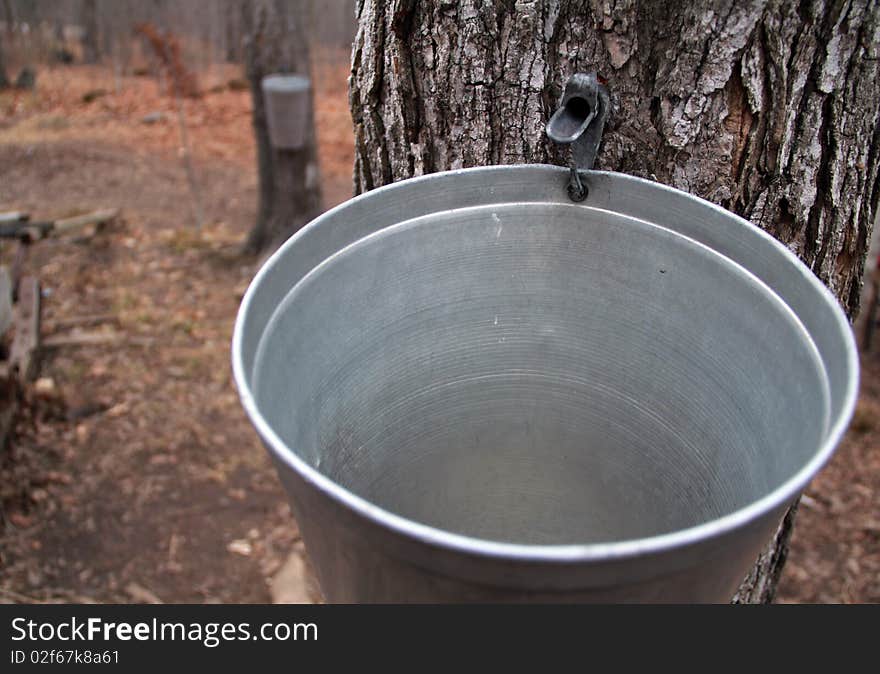 Tapped Maple Tree with bucket