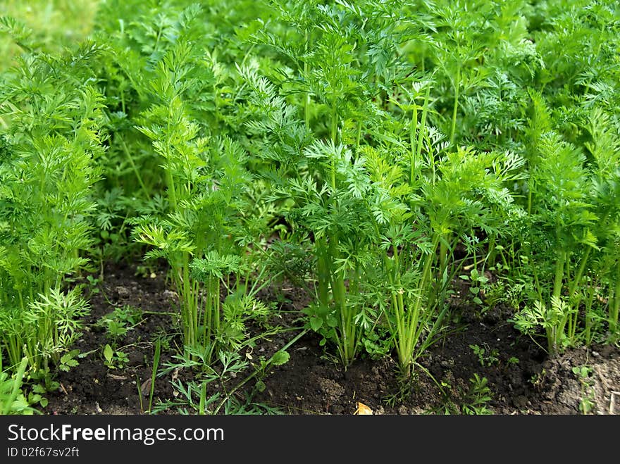 Young green leaves of growing carrot in vegetable garden