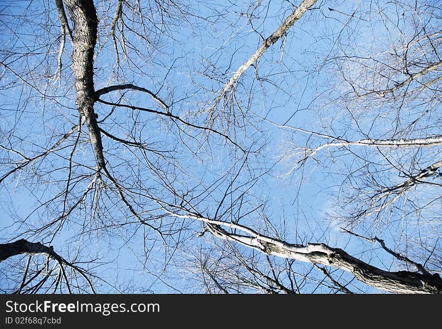 Trees over blue sky