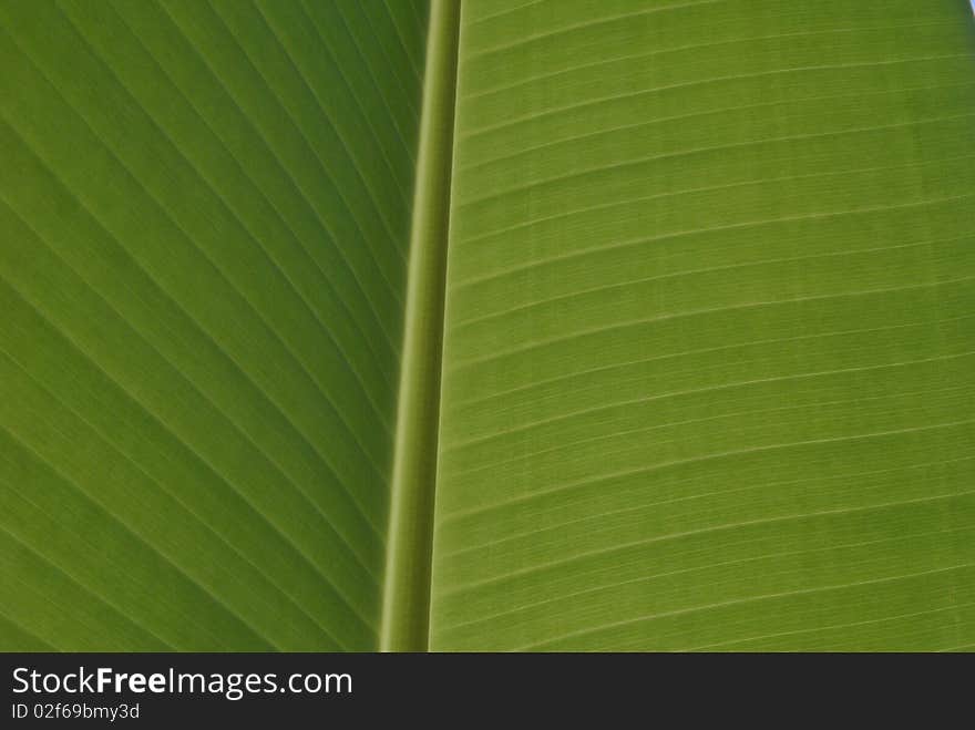 Banana leave