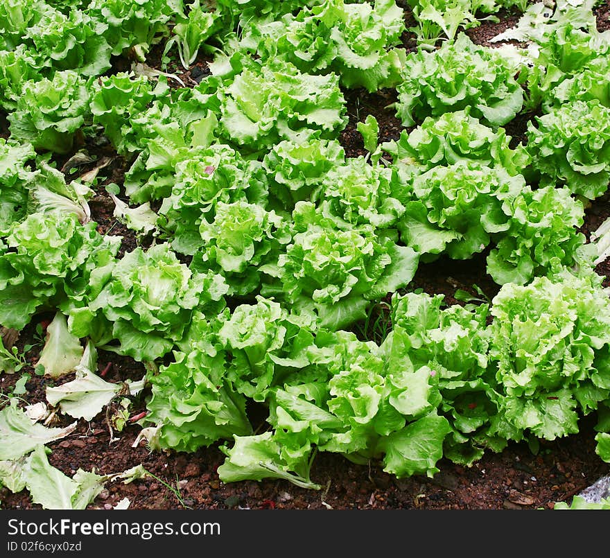 Perspective Cabbage Field