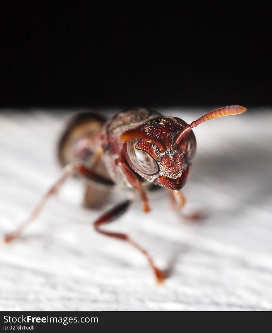 Macro of an adolescent paper wasp. Macro of an adolescent paper wasp