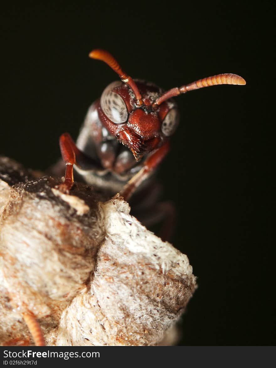 Macro of an adolescent paper wasp standing on a nest. Macro of an adolescent paper wasp standing on a nest