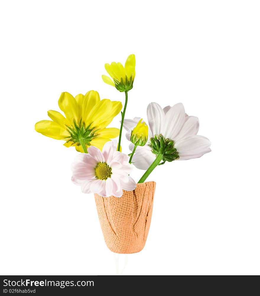 Yellow and white flowers chrysanthemum in pot. Isolated over white