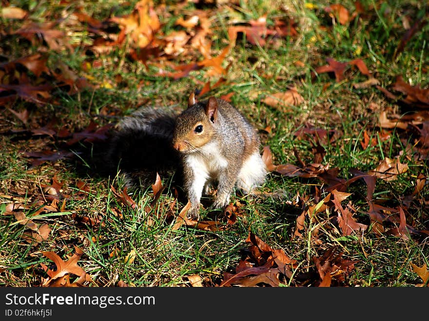 Squirrel In Autumn