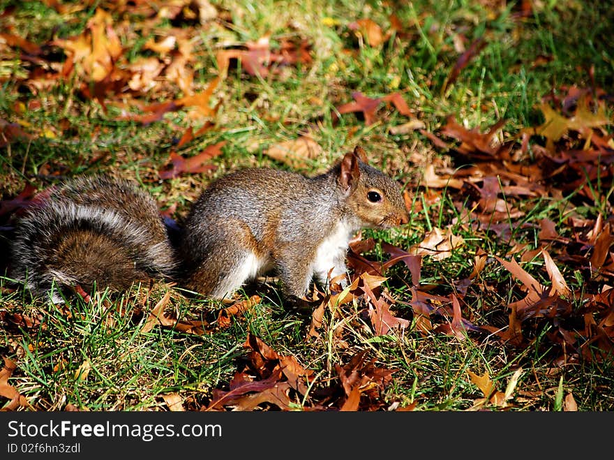 Squirrel in Autumn