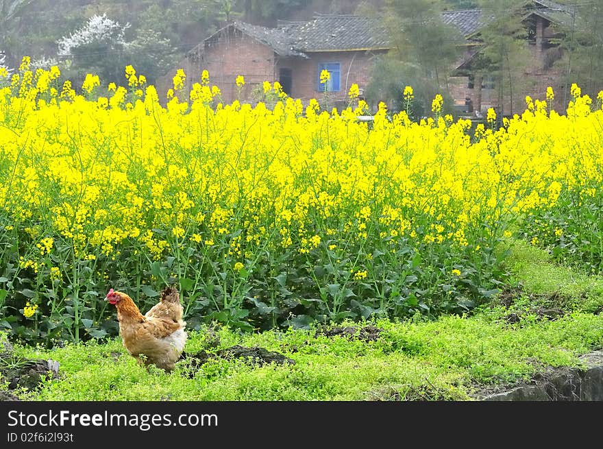 The beauty of rape blossom season. The beauty of rape blossom season