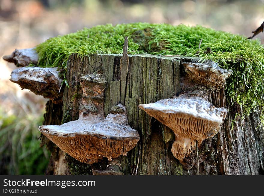 Wood mushrooms grow on a stub. Wood mushrooms grow on a stub.