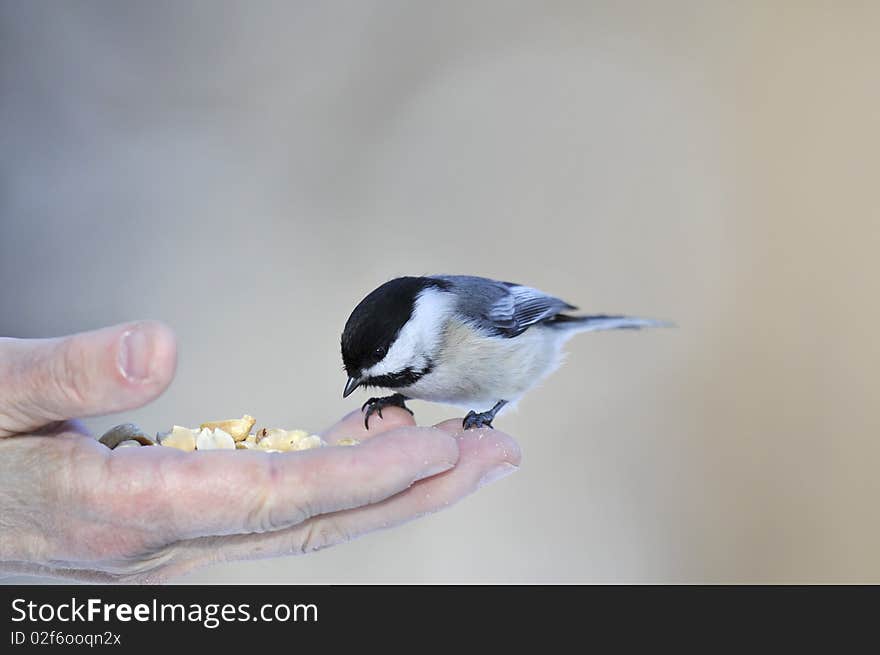 A black capped chickadee being fed by an old human hand, photographed in Central Park, Manhattan on a cold winter morning. A black capped chickadee being fed by an old human hand, photographed in Central Park, Manhattan on a cold winter morning