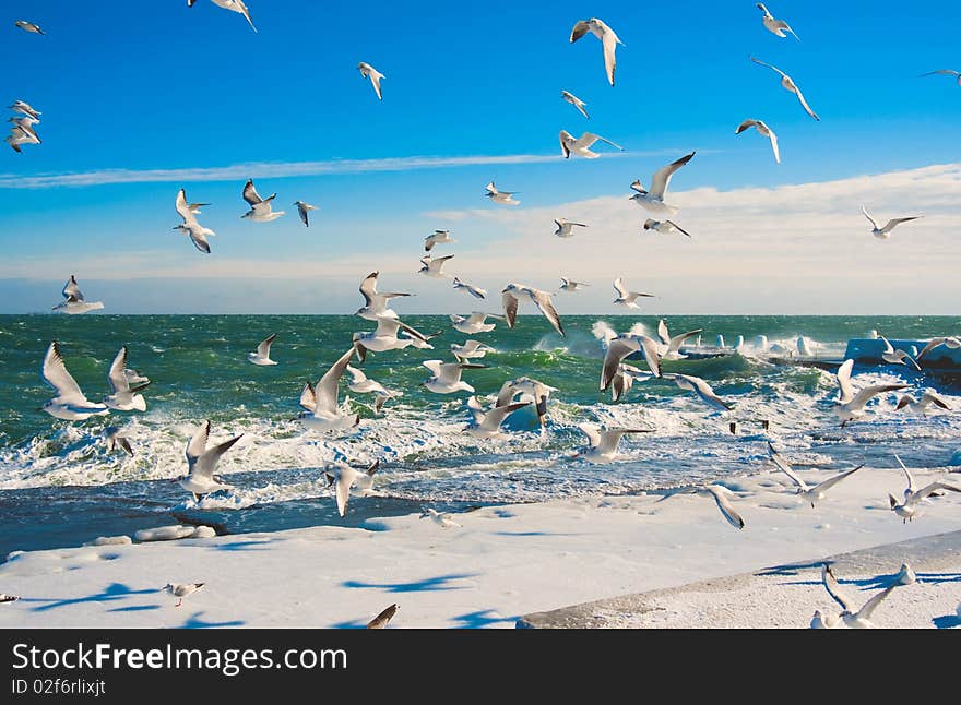 Seagulls at winter sea