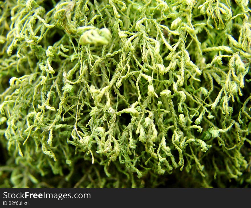 Close up of green moss