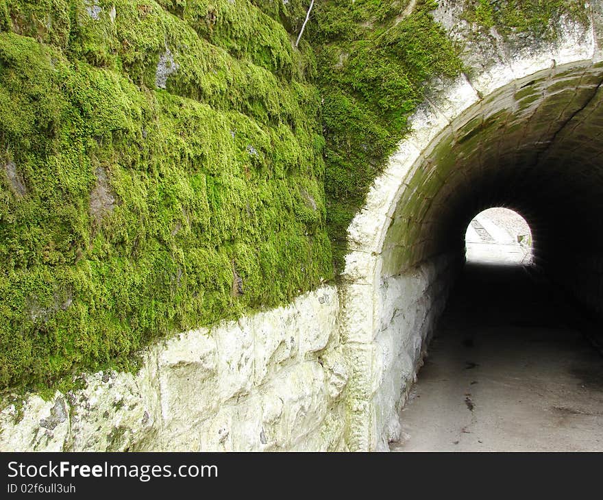 Moss on old wall