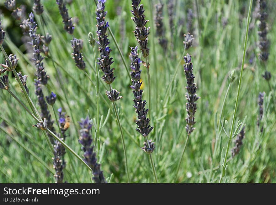 Wild Lavender Plant growing in the sun with bees all over it.