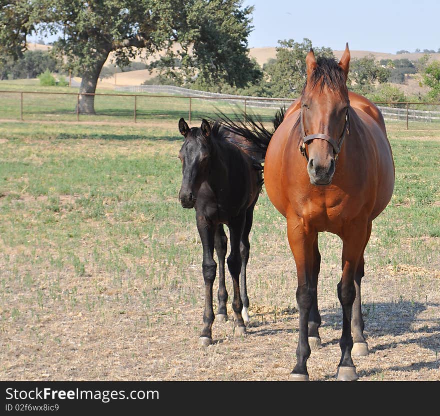 Mother and baby horse walking