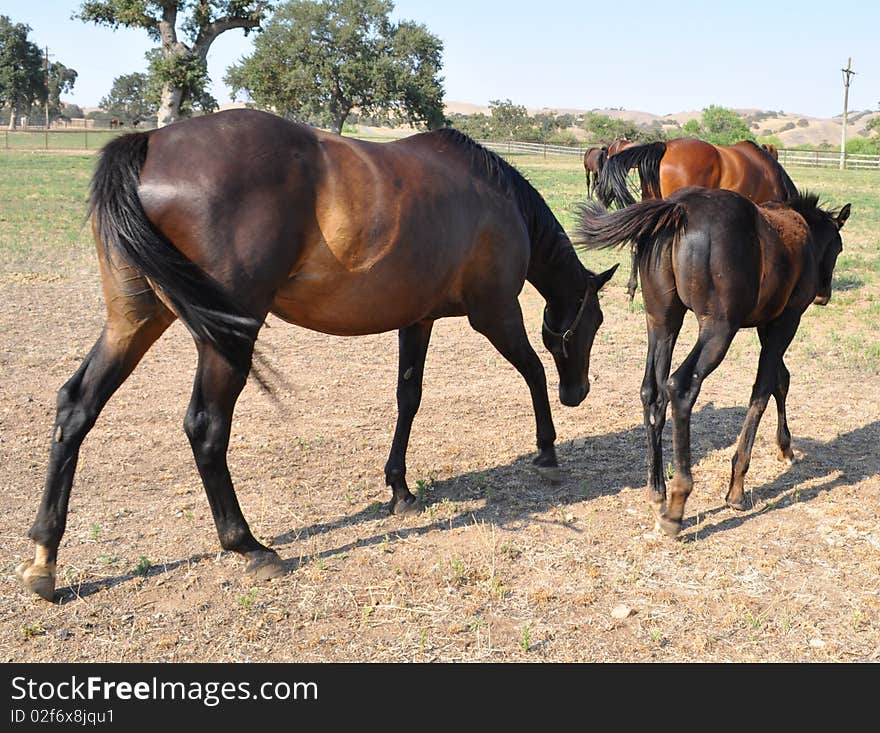 Horses Walking