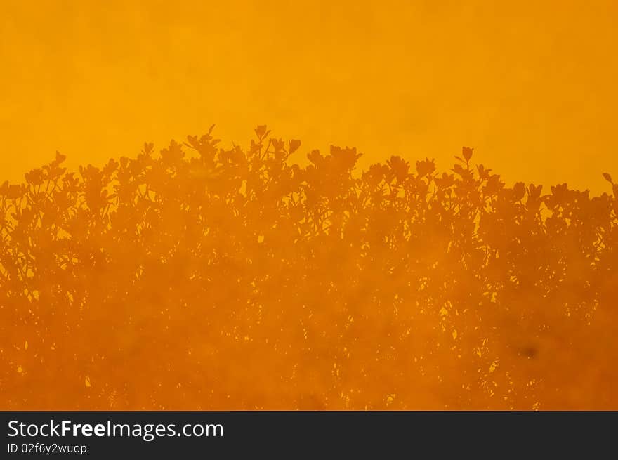 Flowers reflected in a puddle take silhouette form in this orange background option. Flowers reflected in a puddle take silhouette form in this orange background option.