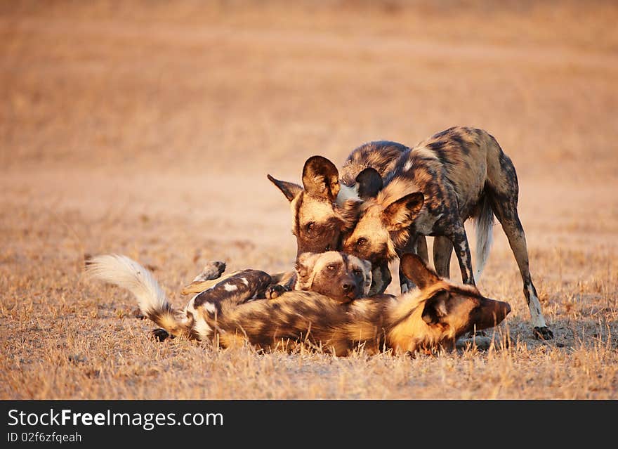 Group of African Wild Dogs (Lycaon pictus), highly endangered species of Africa, playing in savannah