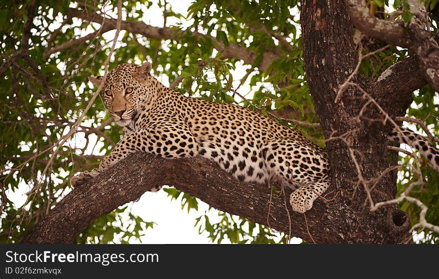 Leopard (Panthera pardus) lying on the tree in nature reserve in South Africa