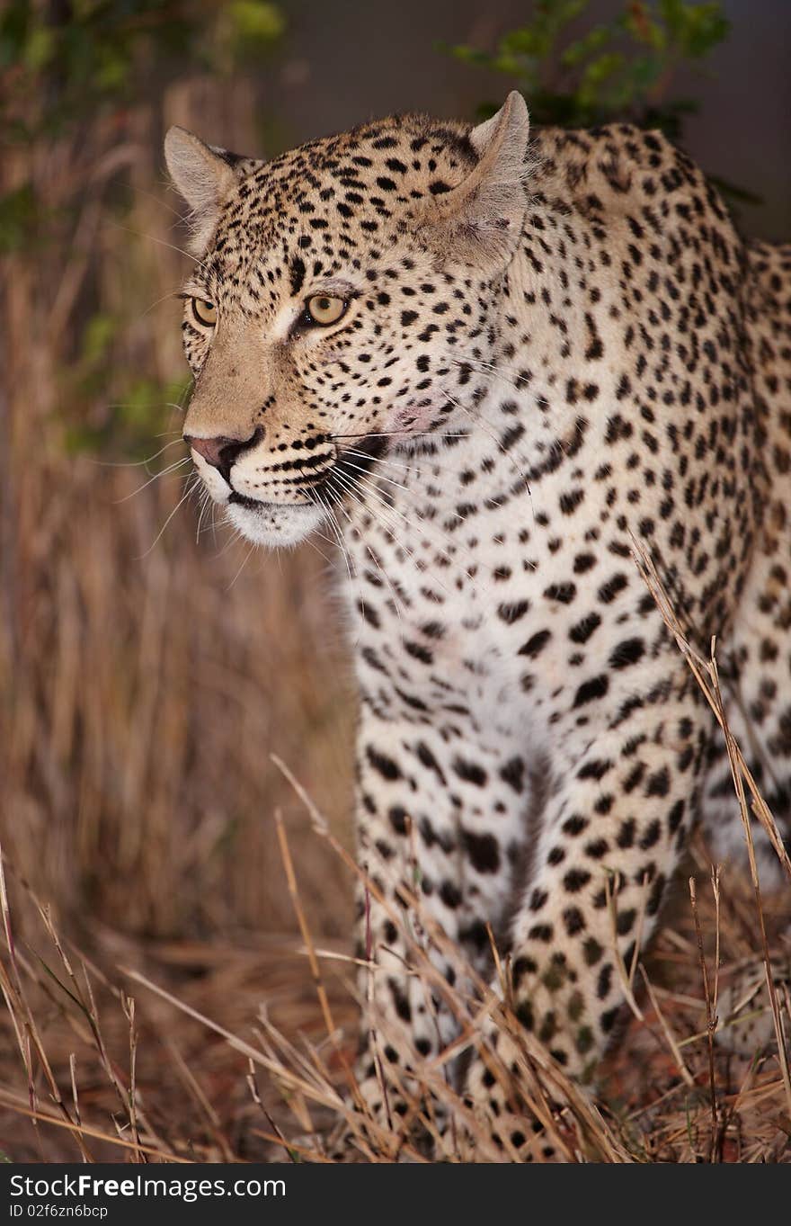 Leopard (Panthera pardus) sitting alert in savannah in nature reserve in South Africa. Night shot. Leopard (Panthera pardus) sitting alert in savannah in nature reserve in South Africa. Night shot