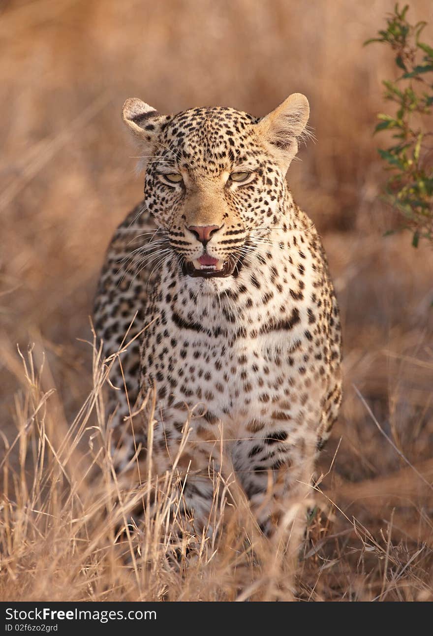 Leopard standing in savannah