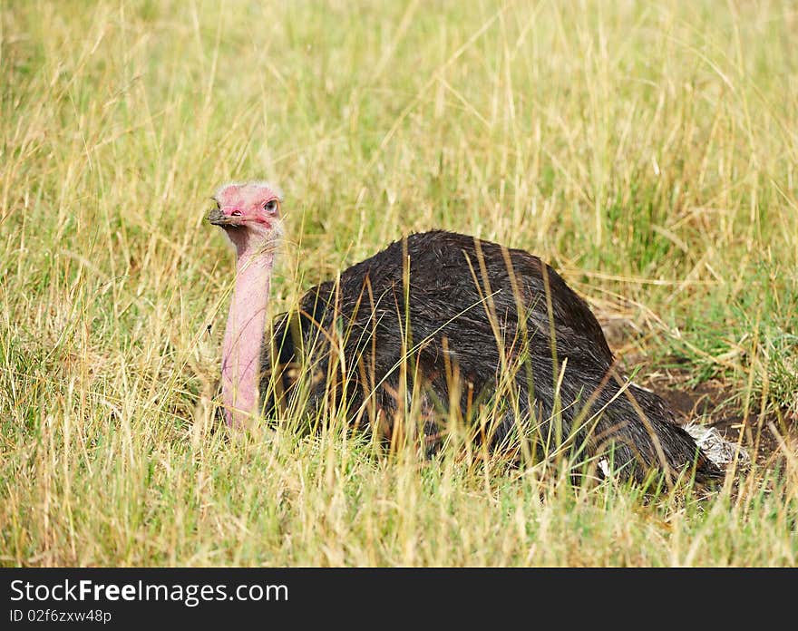 Male ostrich (Struthio camelus) lying in savannah in South Africa