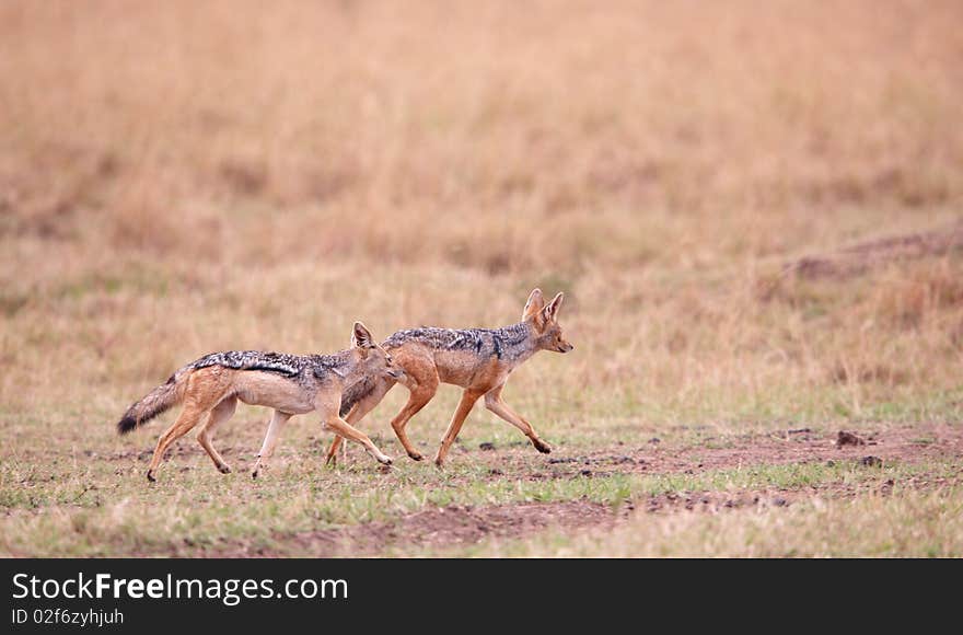 Two Black-backed Jackals (Canis mesomelas) running in savannah in South Africa