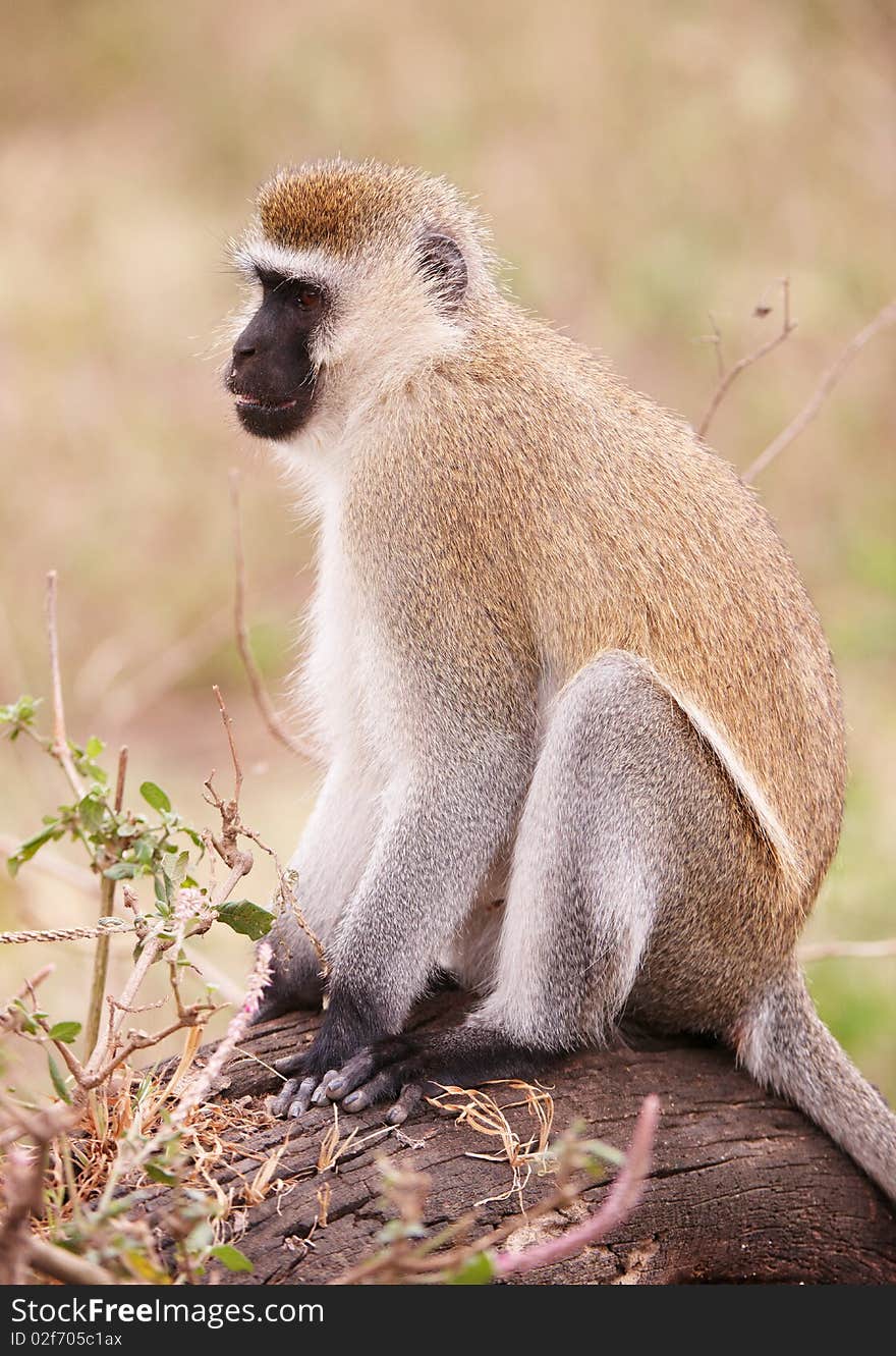 Black-faced vervet monkey (Chlorocebus pygerythrus) sitting on a tree in South Africa. Black-faced vervet monkey (Chlorocebus pygerythrus) sitting on a tree in South Africa