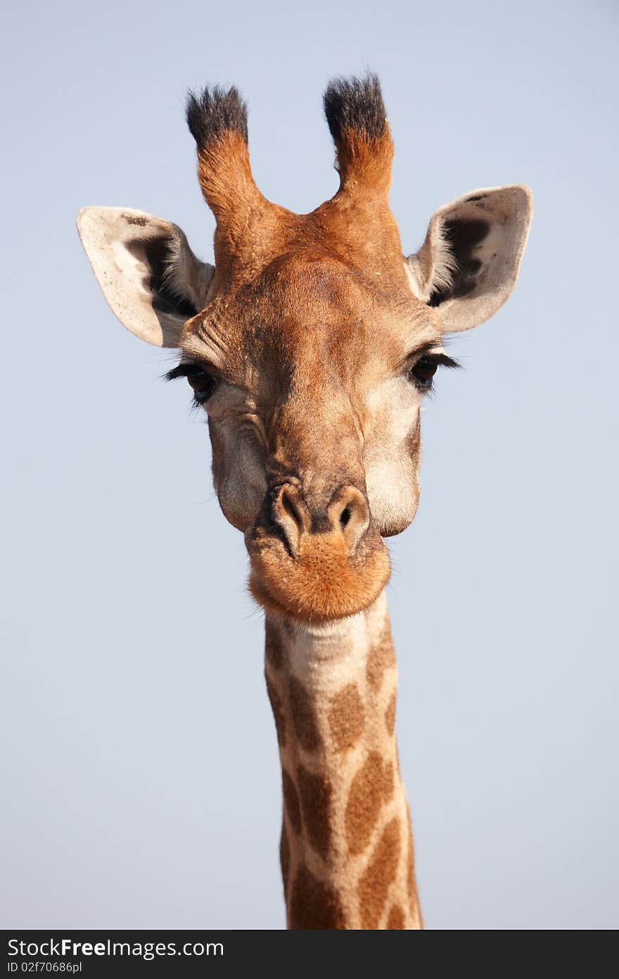 Single giraffe (Giraffa camelopardalis) in nature reserve in South Africa