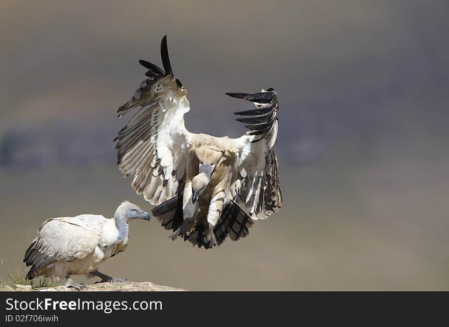 The Cape Griffon or Cape Vulture (Gyps coprotheres) landing onto the rock in South Africa. It is an Old World vulture in the Accipitridae family