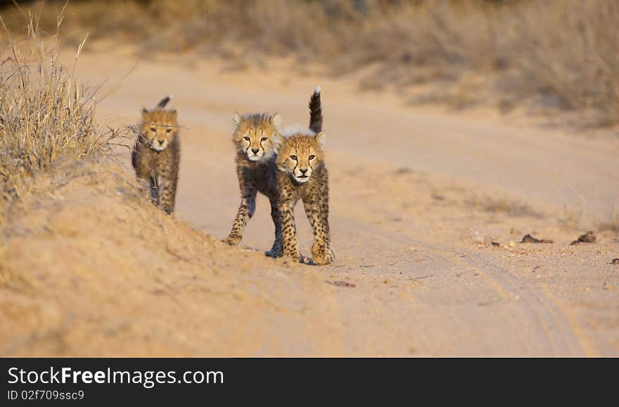 Three Cheetah (Acinonyx jubatus) cubs walking on the road in savannah in South Africa