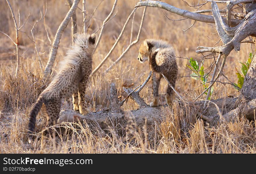 Cheetah (Acinonyx jubatus) cubs