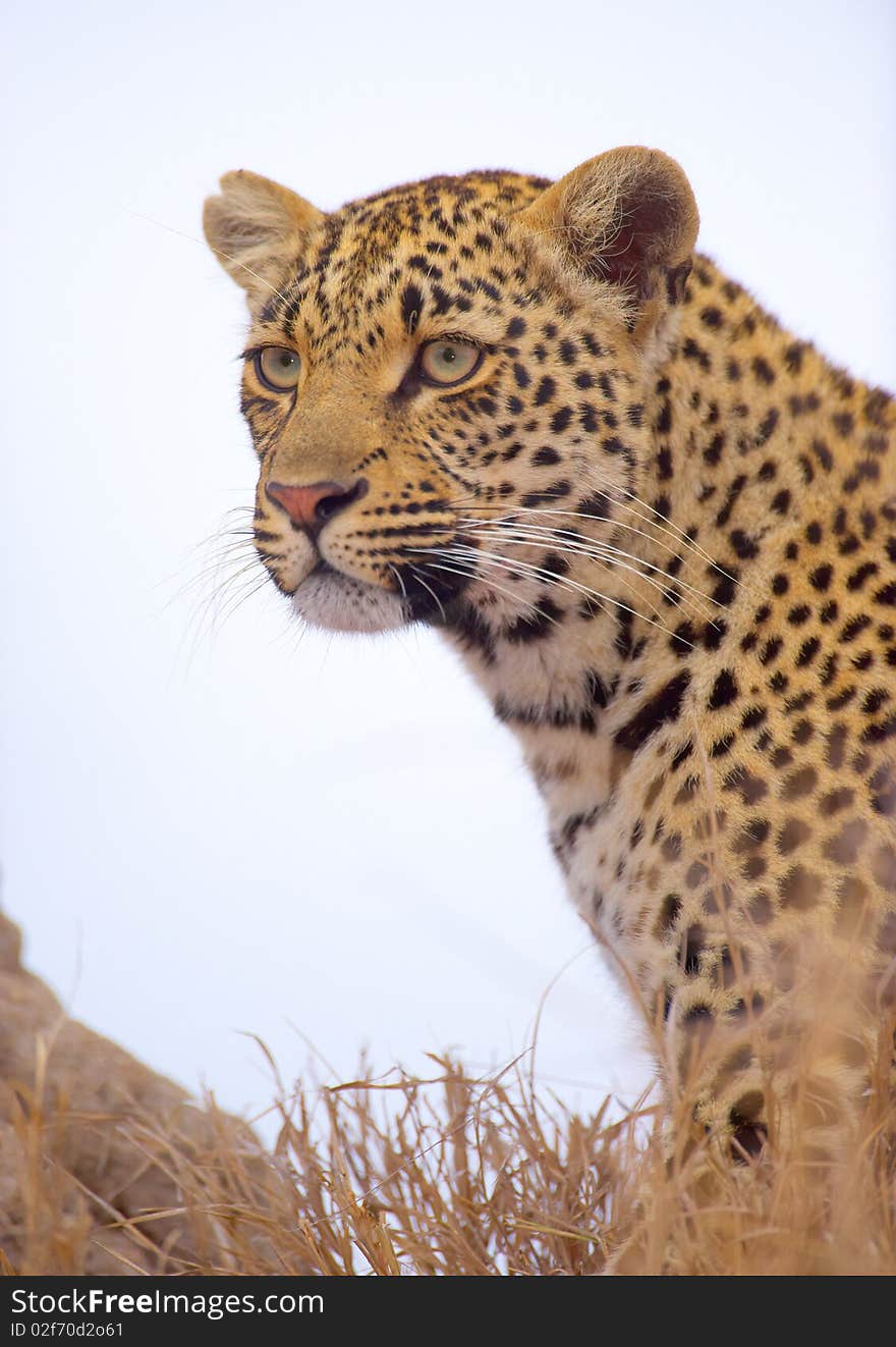 Leopard sitting in the grass