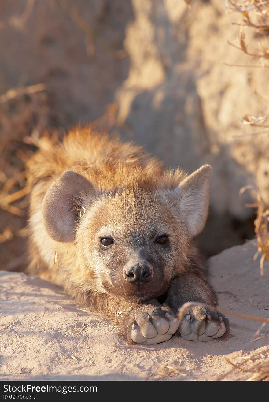 Spotted hyaena (Crocuta crocuta)