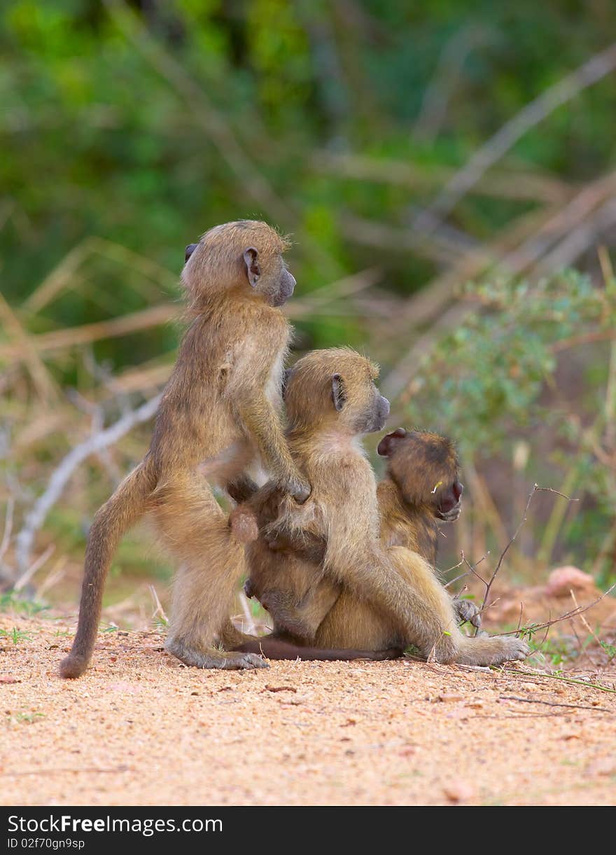 Chacma Baboons (Papio Cynocephalus)