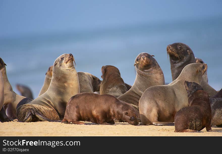 Group Of Sea Lions On The Beach