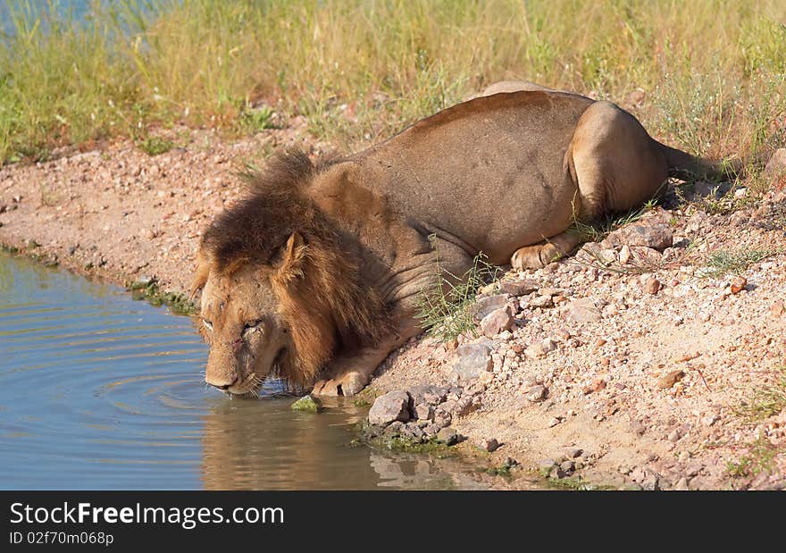 Single male lion (panthera leo) drinking water from a pool in savannah in South Africa. Single male lion (panthera leo) drinking water from a pool in savannah in South Africa