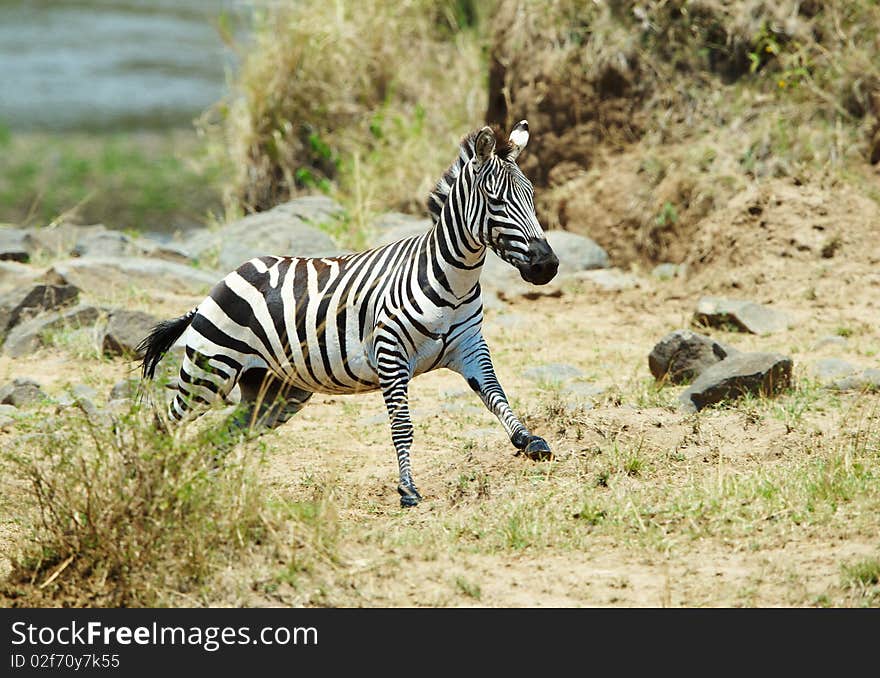 Single zebra (African Equids) running in nature reserve in South Africa