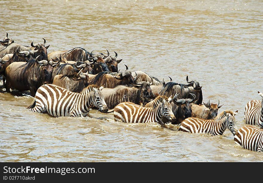 Herd of zebras (African Equids) and Blue Wildebeest (Connochaetes taurinus) crossing the river in nature reserve in South Africa