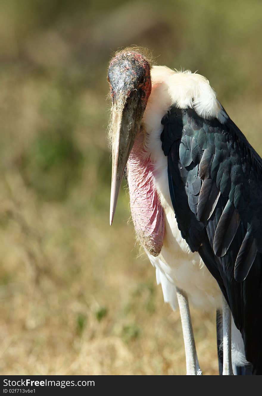 Marabou Stork (Leptoptilos crumeniferus)