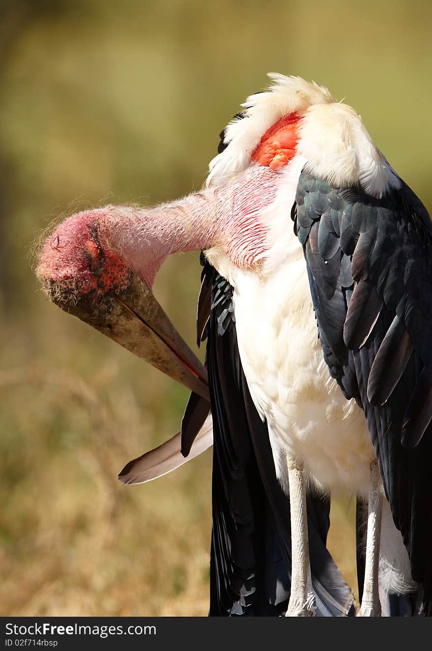 Marabou Stork (Leptoptilos crumeniferus), a large wading bird in the stork family Ciconiidae in South Africa