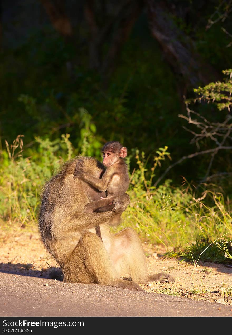 Chacma Baboon (Papio Cynocephalus)