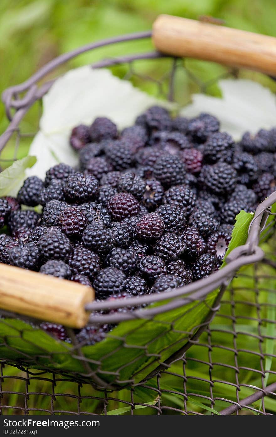 Blackberries