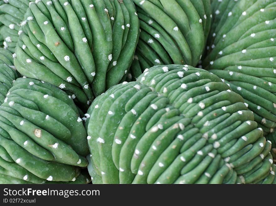 Surface detail of cactaceous plant