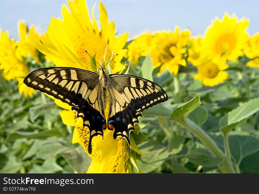 Old World Swallowtail butterfly